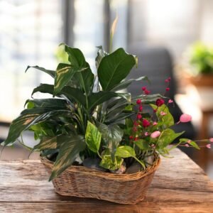 Live Plant-deluxe