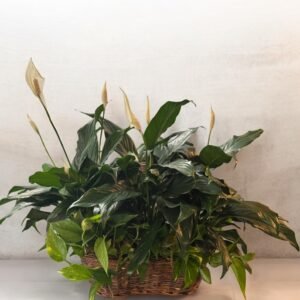 Live Plant Extravaganza